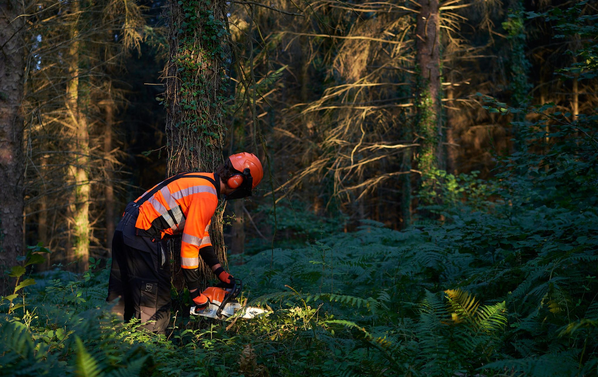 Small Scale Forestry Operations and Woodland Management