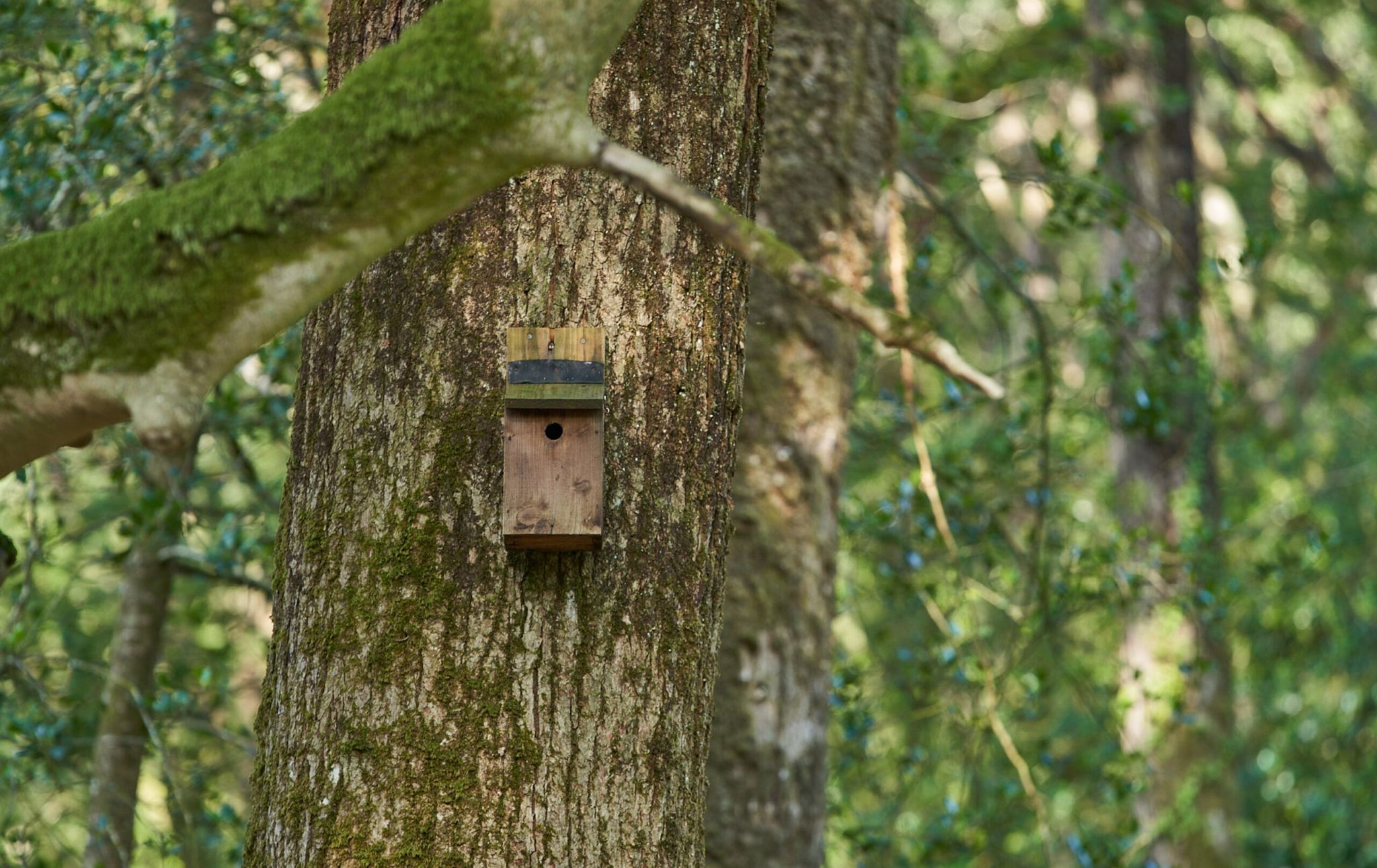 Ecological services and wildlife boxes