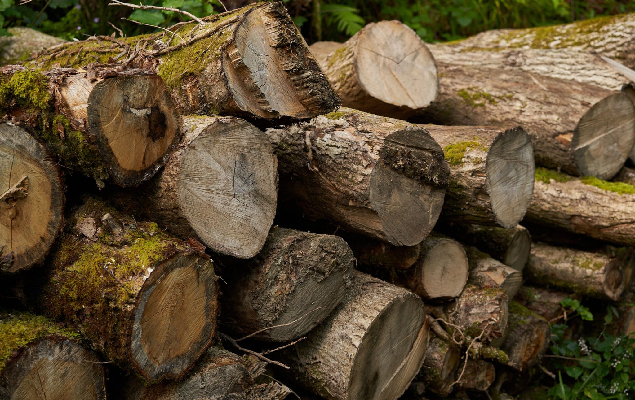 Timber extraction and sales