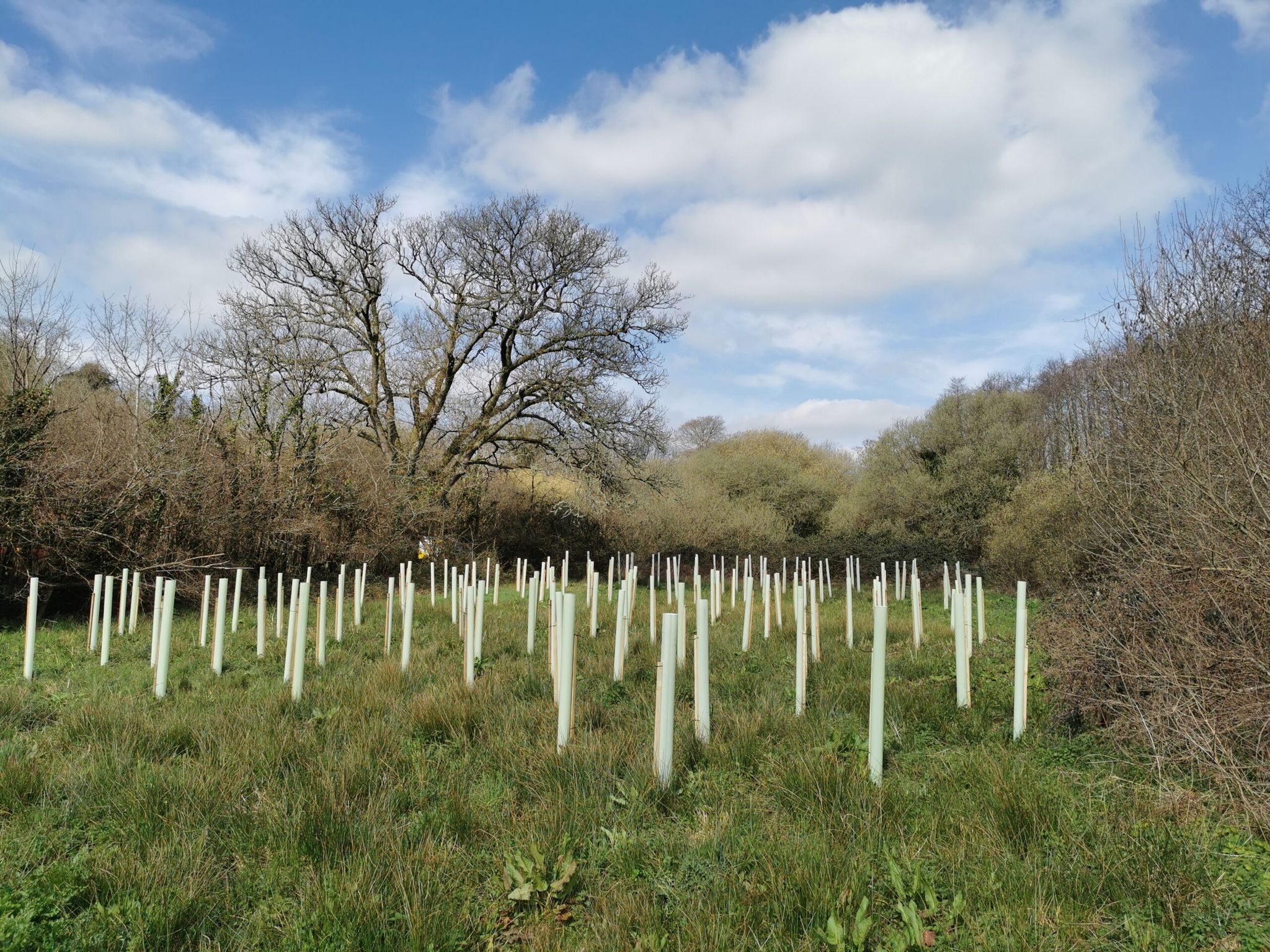 Tree planting and habitat creation
